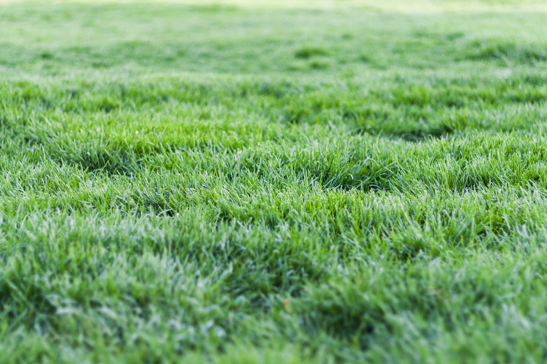 Lawn Maintenance