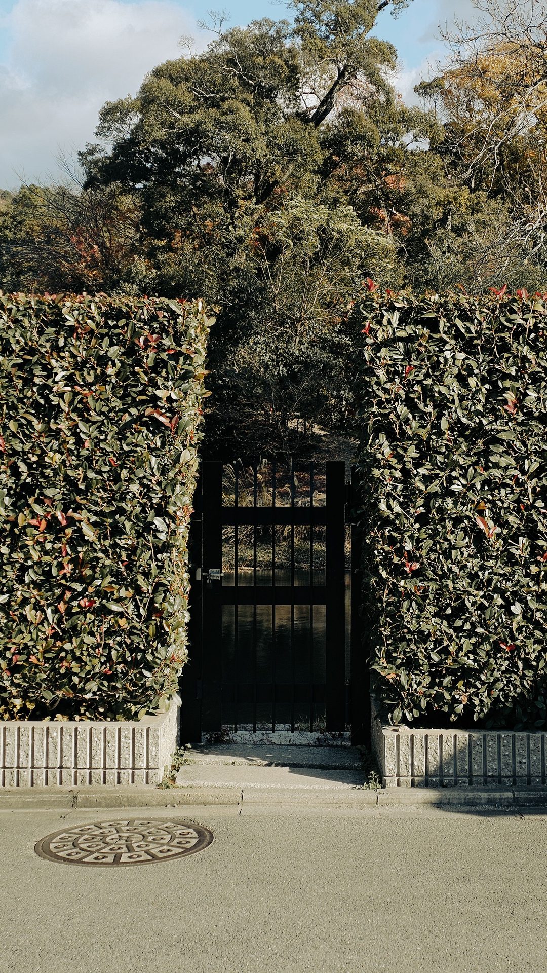 Hedge and Shrub Care